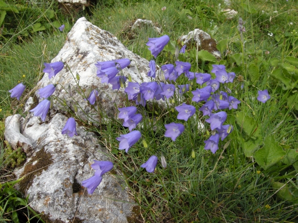 Campanula scheuchzeri / Campanula di Scheuchzer